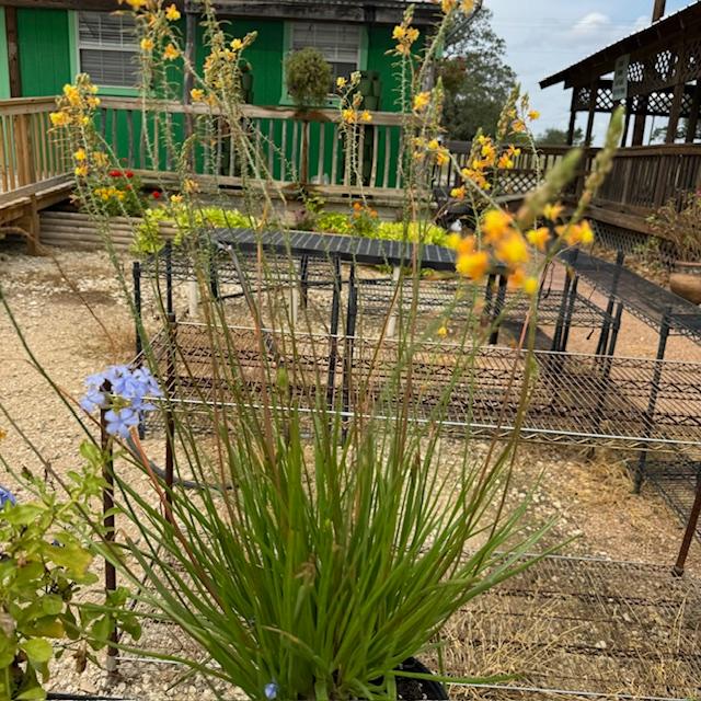 A bulbine plant in front of the Farm Store. We still have a few flowering plants left along with some chili pequin plants for sale.