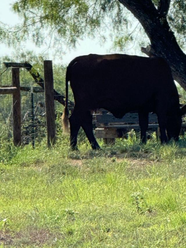 Here is a photo of the bull that the owner came looking for today. I have no idea why he did not patch up the hole once he took the bull home. A cow soon came over. Here is a photo of the bull that the owner came looking for today. I have no idea why he did not patch up the hole once he took the bull home. A cow soon came over.