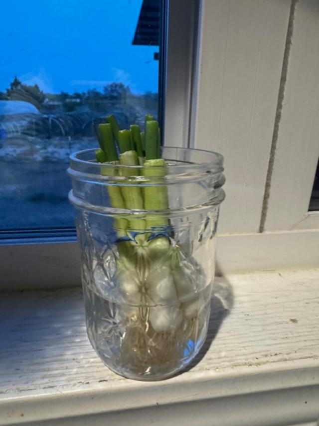 bunchingonionsgrowing