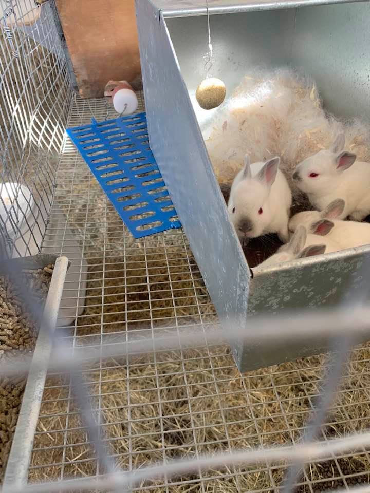 Baby bunnies hopping around in their nesting box. Meat rabbits can be a part of your homesteading in Texas journey. Baby bunnies hopping around in their nesting box. Meat rabbits can be a part of your homesteading in Texas journey.