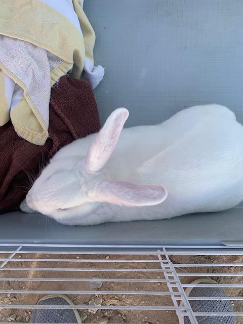 Here is our new boy bunny in the kennel when we got him home. The towels were under him for his comfort but apparently he did not like them. He seems happy out with the other rabbits now.