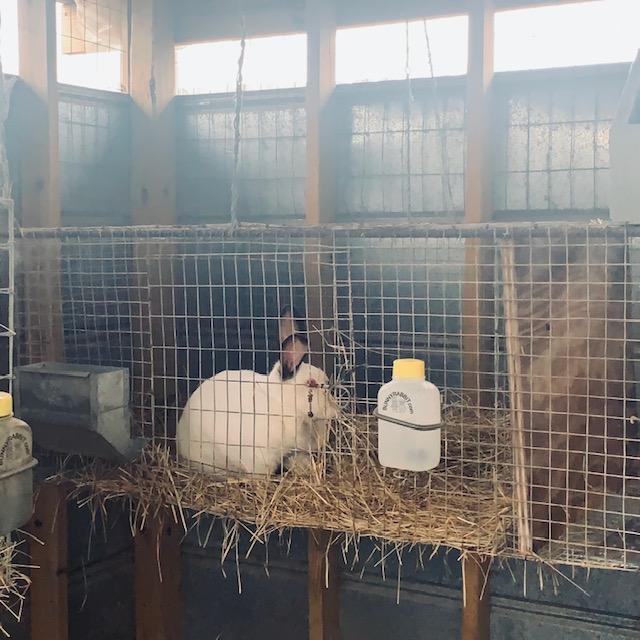 One of our rabbits enjoying her hay for breakfast.