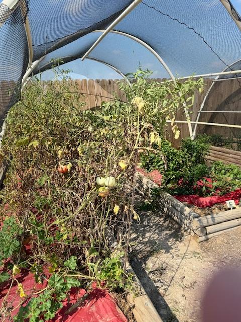 This tomato plant is turning yellow and brown due to the sun exposure and heat.