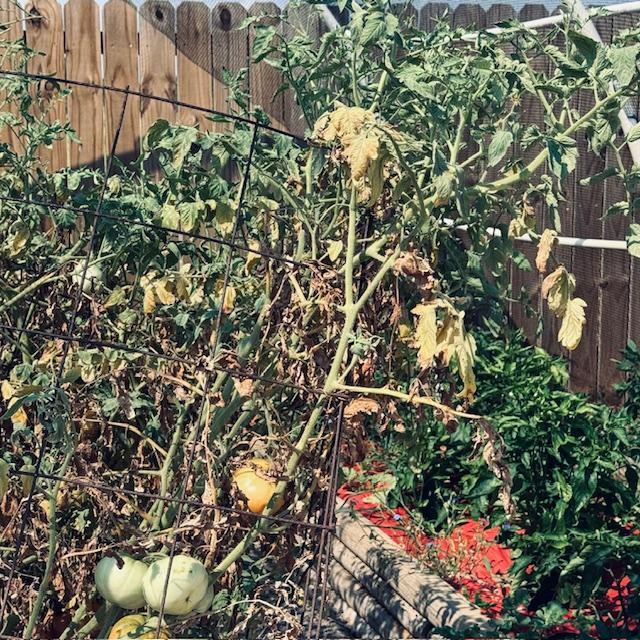 Once the temperature here hits 100°, it is pretty much over for tomato plants. The strong sun exposure is just too much. Even with shade cloth, they turn brown.
