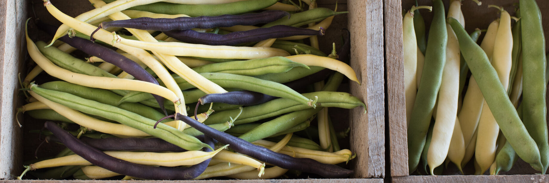 Bush bean seeds come in green, purple, and yellow and are delicious!