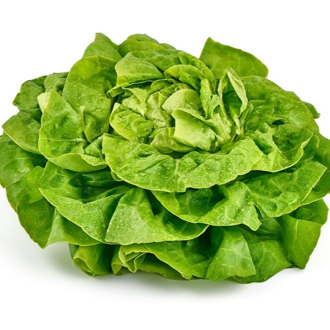 This is Buttercrunch, a butterhead lettuce.