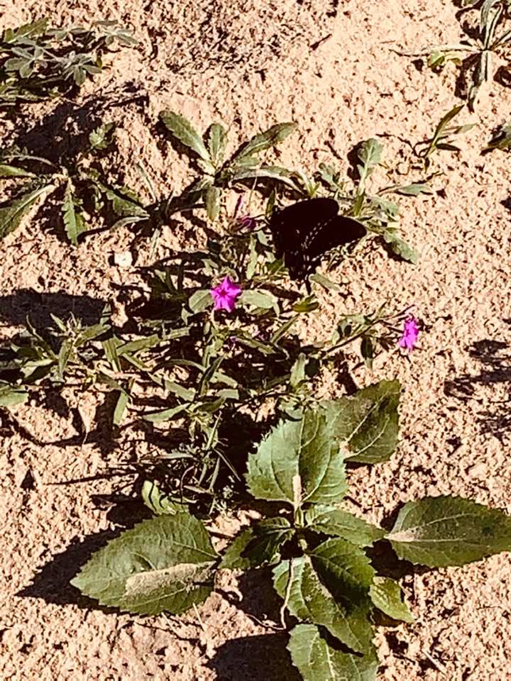Purple weed flowers are springing up all over the property and black butterflies with blue and red spots flit from flower to flower.