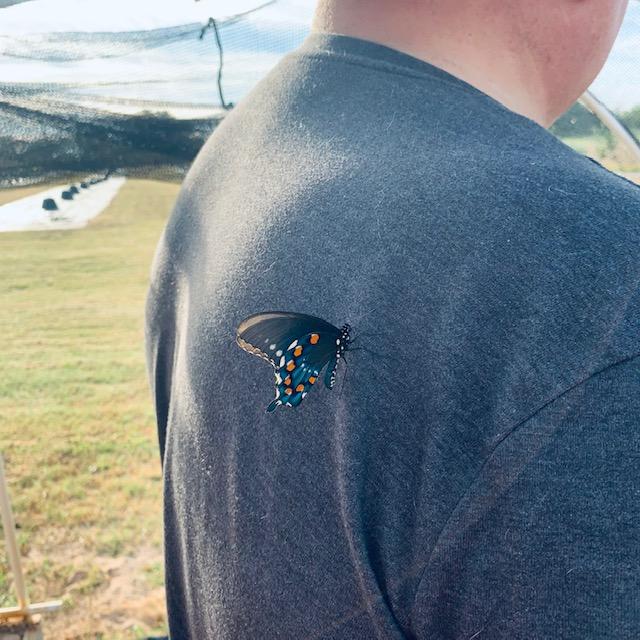 A butterfly taking a rest on sweet smelling David.