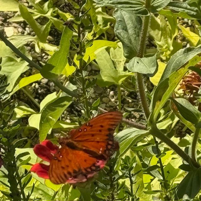 I found this butterfly on a zinnia just this morning in front of the Farm Store.