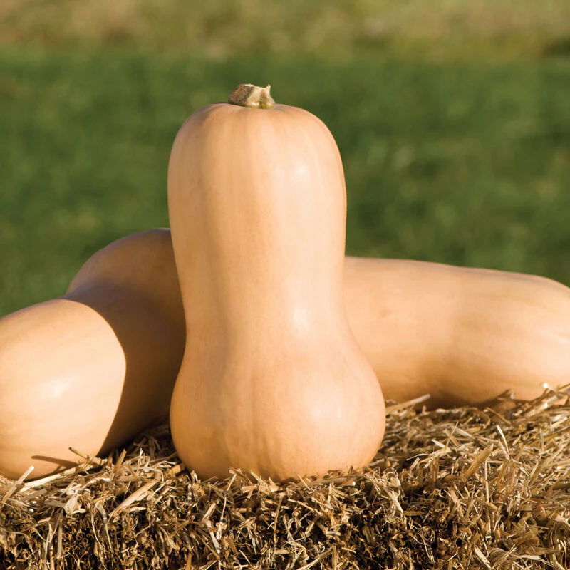 This is Waltham Butternut winter squash. It is very popular among our customers. I pull a lot of this seed pack.