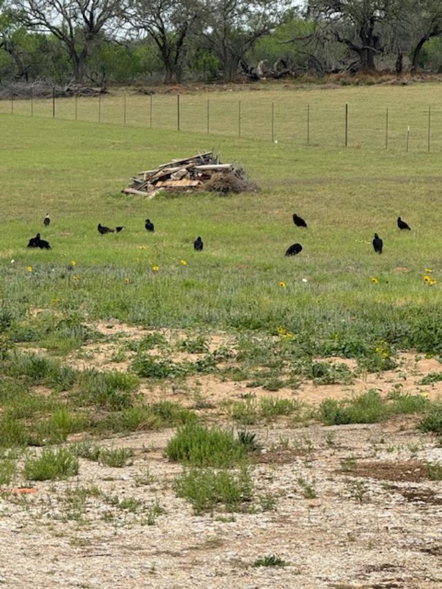 In our field late this afternoon, there was a buzzard and hawk conference with 3 hawks. I was a bit scared to go out and collect eggs but I was ok. The 5 female goats are expecting...