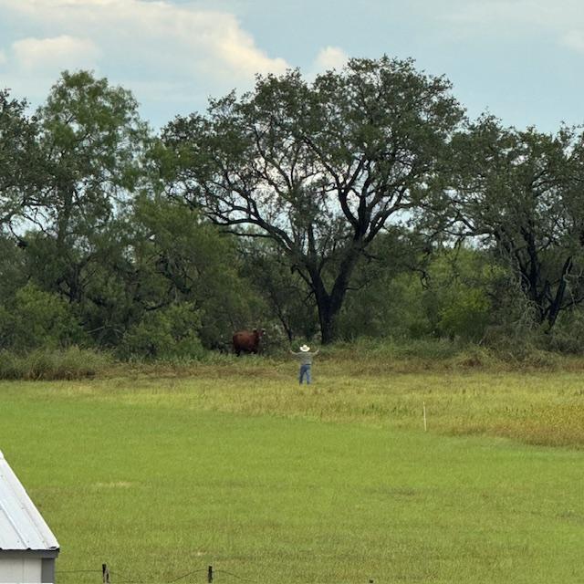 byebyecow byebyecow