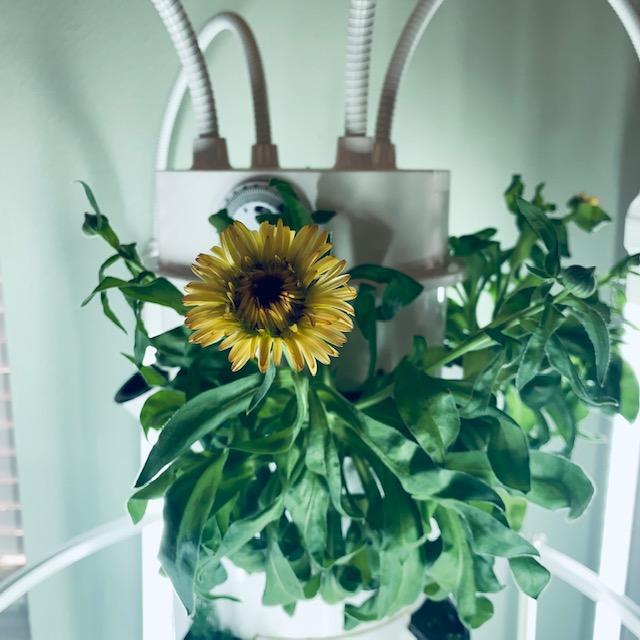 We sell Calendula seeds in a variety of colors.