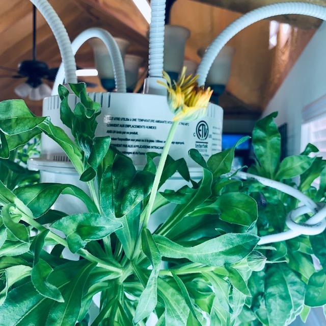 This Calendula bloom is not quite open yet.