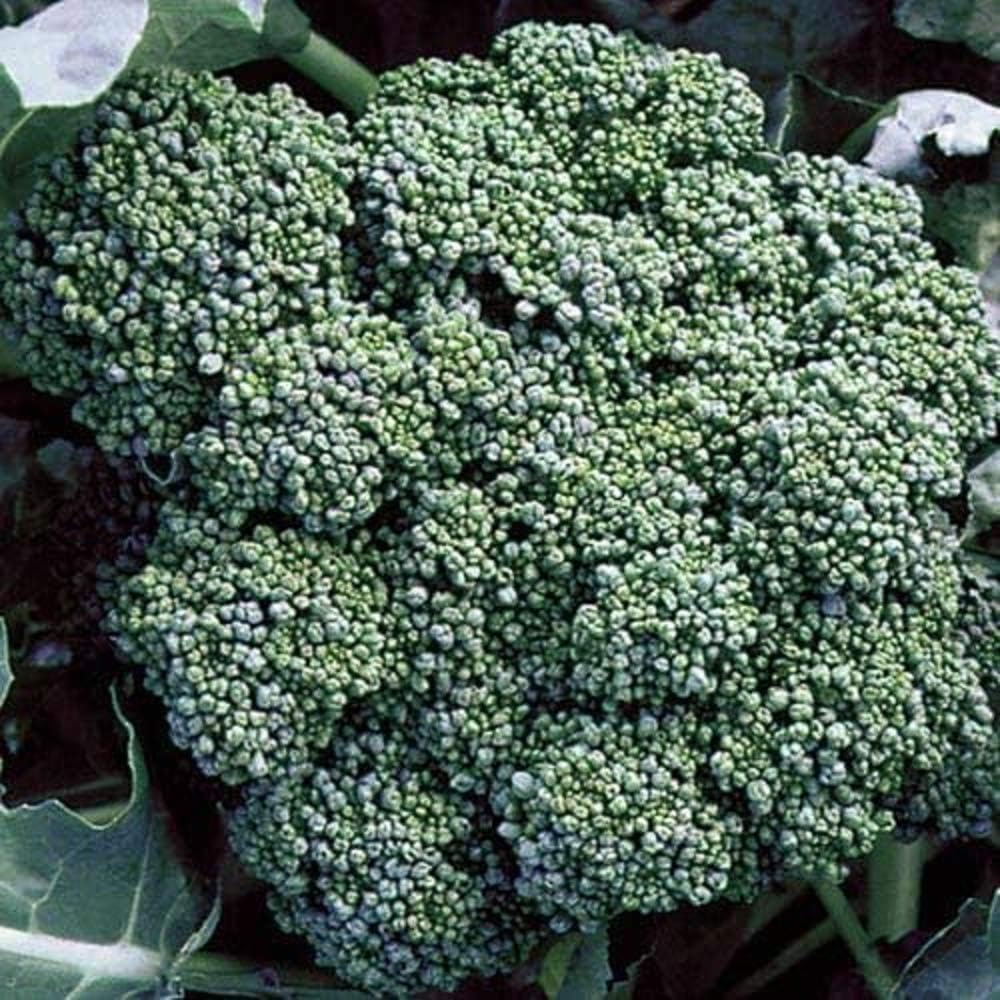 Just look at this beautiful Italian Calabrese broccoli! It is good. Broccoli is David's favorite vegetable so we grow a lot of broccoli each year.