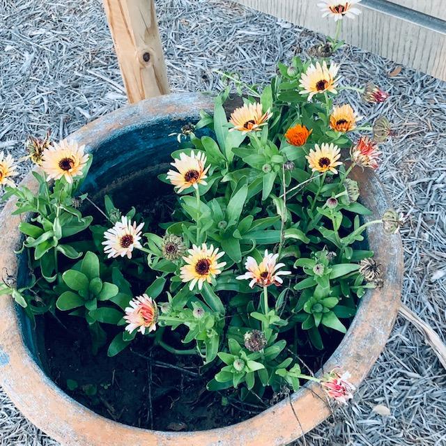 This is the herb, Calendula. We have many varieties of it in fall colors. Sometimes herbs make good fall flowers.
