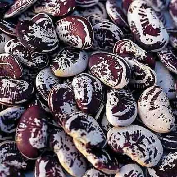 This is the Calico pole lima bean. It is a burgundy speckled bean and is very popular among our customers.