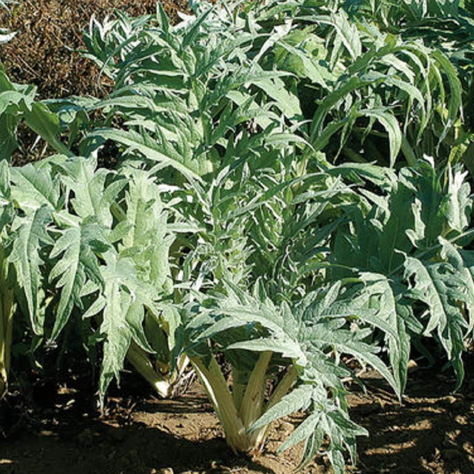 This is a cardoon. When you cook the leaves, they taste just like an artichoke.