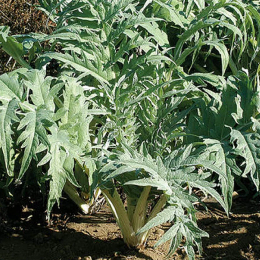 Grow cardoon in your garden but make sure it has lots of space. Do not crowd it.