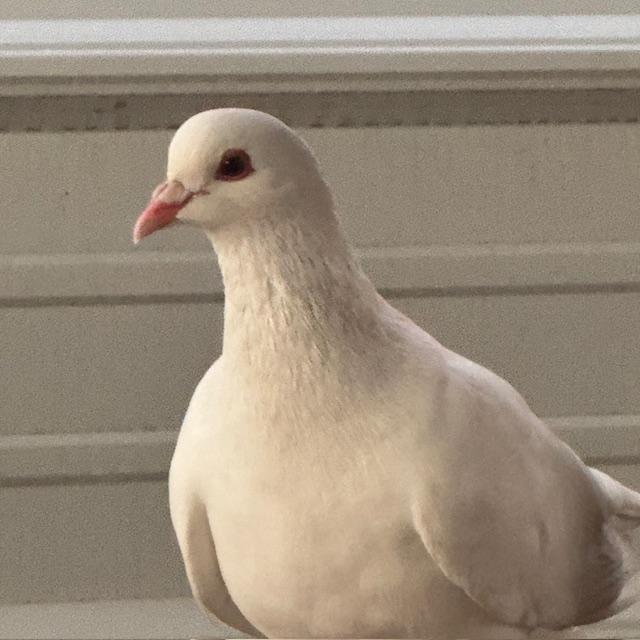 This carrier pigeon landed around 5pm on our side deck and will not move or leave.