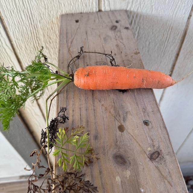 David pulled this carrot today.