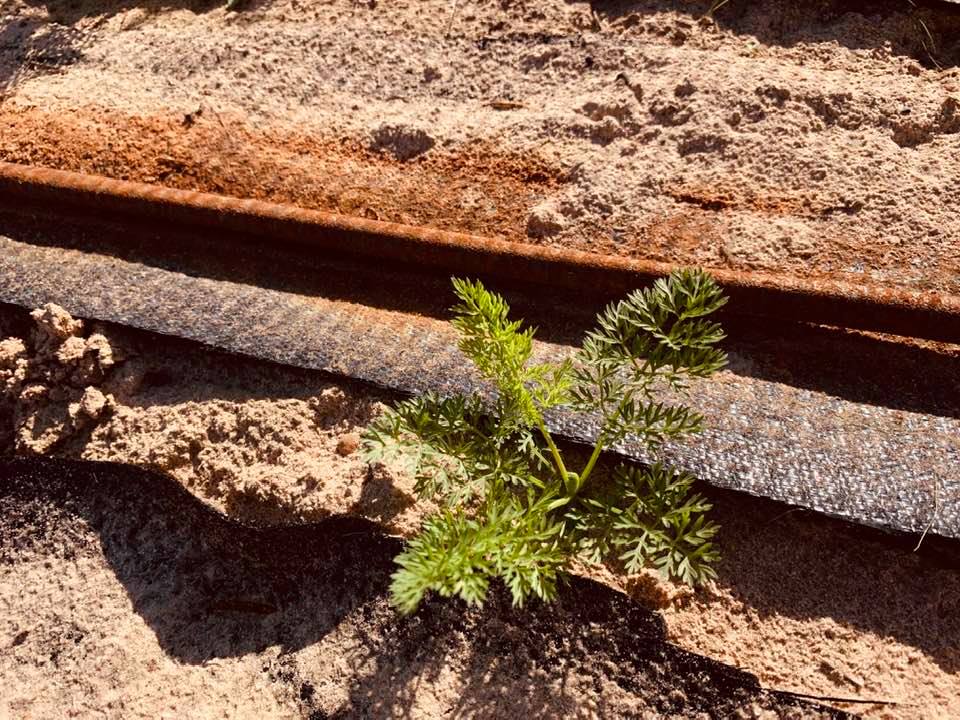 Carrots are growing in our raised garden beds.