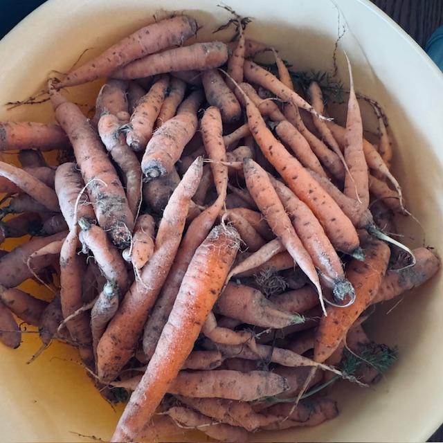 This is our latest carrot harvest from April of 2024. This is Little Finger right after they have been pulled. This is our latest carrot harvest from April of 2024. This is Little Finger right after they have been pulled.