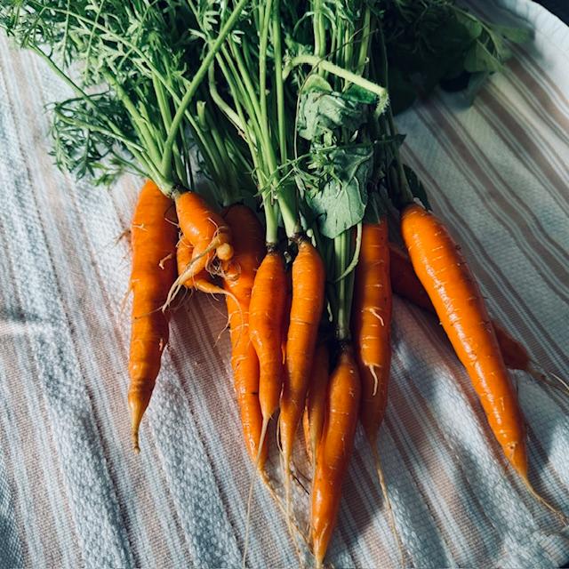 This is a small carrot haul we did earlier in the year. It is almost time to plant for fall so carrots should be on the list. This is a small carrot haul we did earlier in the year. It is almost time to plant for fall so carrots should be on the list.