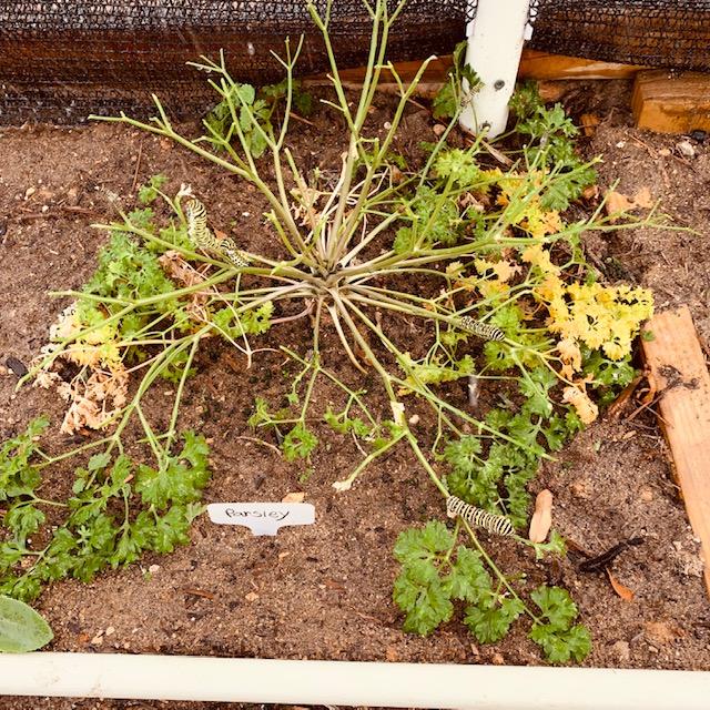 Nasty caterpillars just ate this cilantro plant. They are quick.