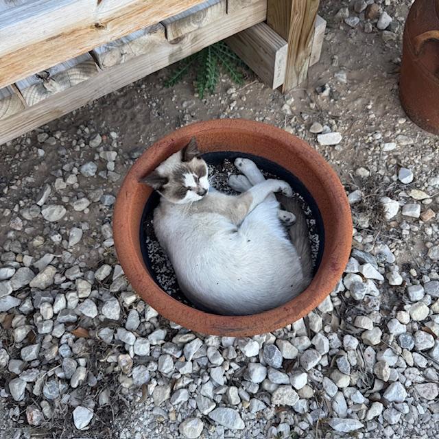 Silly Sammy thinks she is a plant!