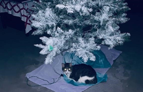 catunderflockedtree2