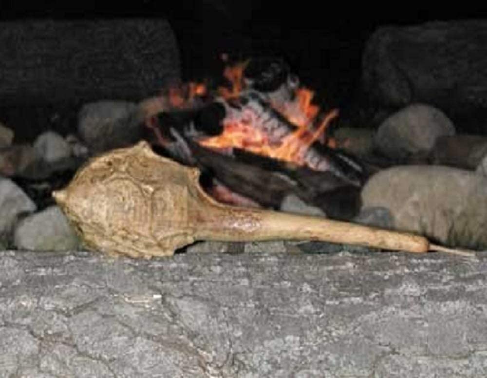Cave Man's Club Gourds look like planting gourds would be fun.