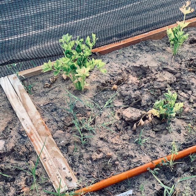 This is our celery. It doesn't seem to be getting any bigger now. I think summer growing in Texas when it is over 100° is not for celery.