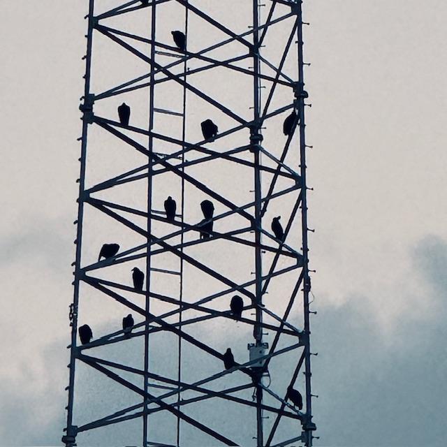 The cell tower by us is filled with buzzards perching.