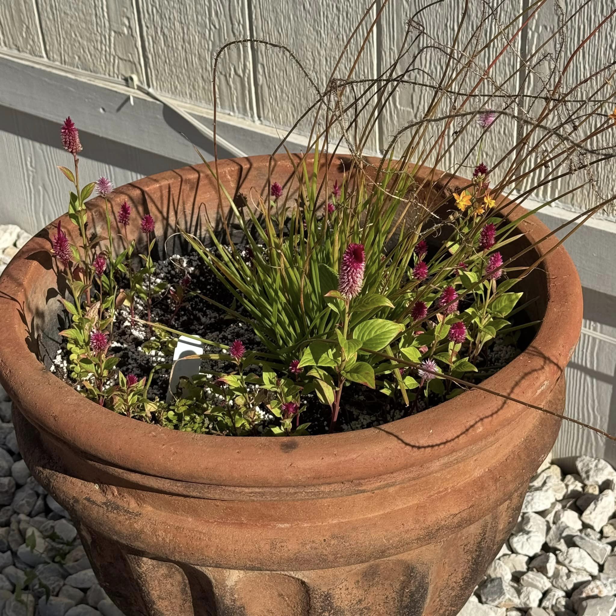 Some of last spring's celosia is growing back now that the temperature is cooler.