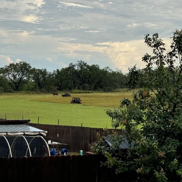 Vehicles and men on foot tried to get the cow to go home through the hole in the fence. They finally succeeded and repaired the hole.