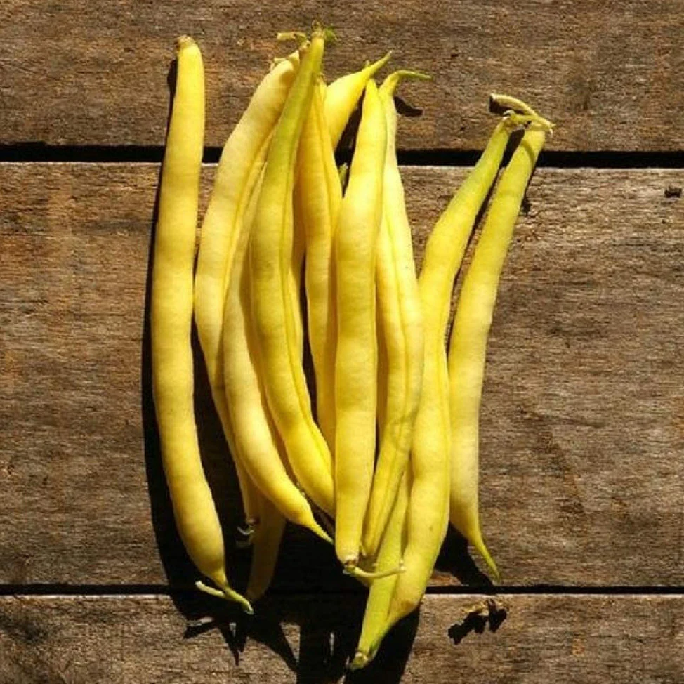 Grow bush beans like the yellow Cherokee Wax