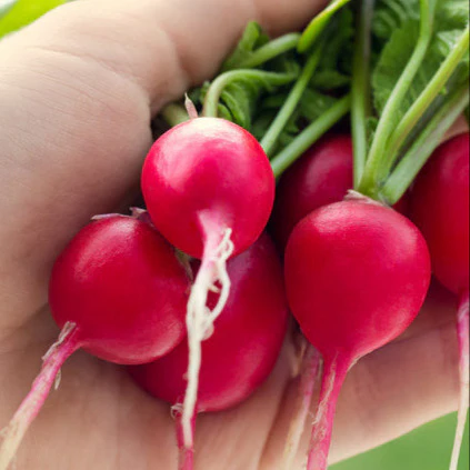 Cherry Belle radishes are my favorites--mild and small.