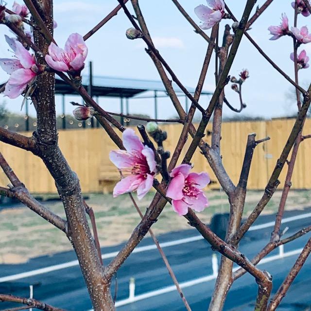 Spring is in the air.