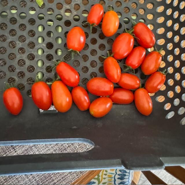 The cherry tomatoes ripen every day but the romas and the slicing tomatoes are still fairly green.