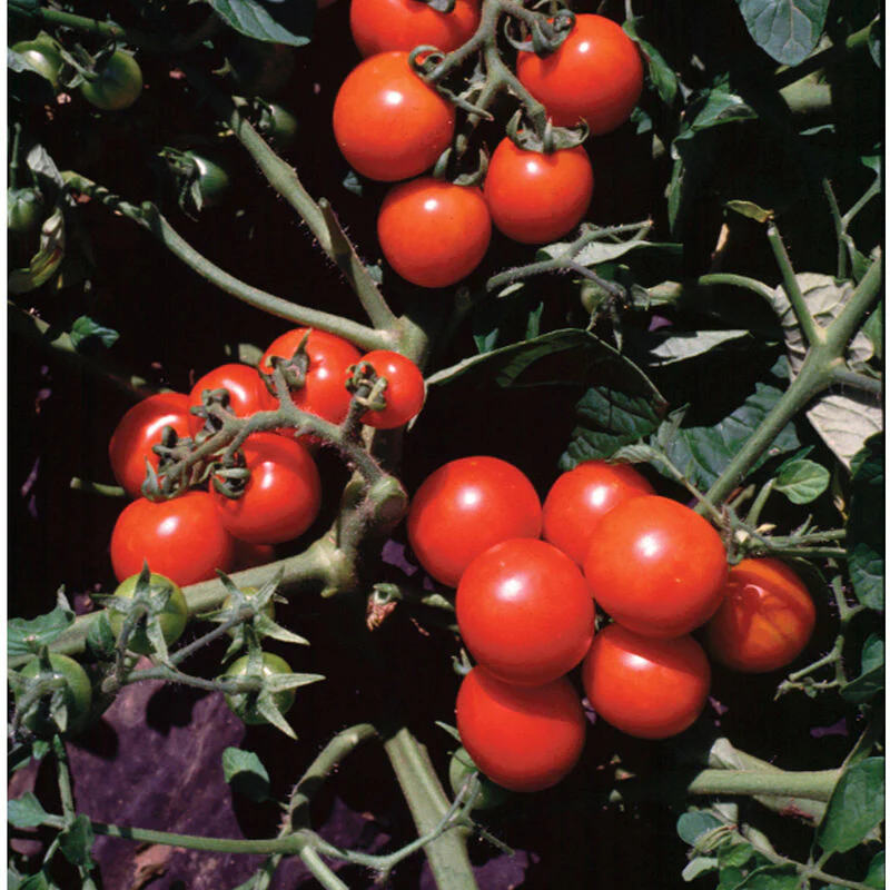 Washington Cherry tomatoes are grown with determinate seeds.