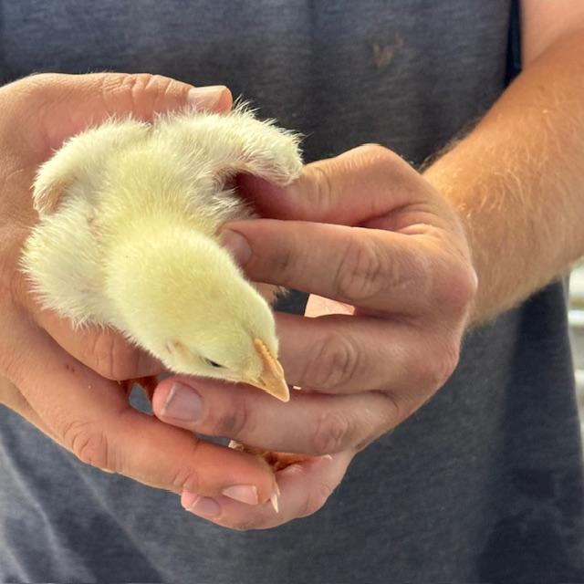 The chicks are getting big after 8 days.