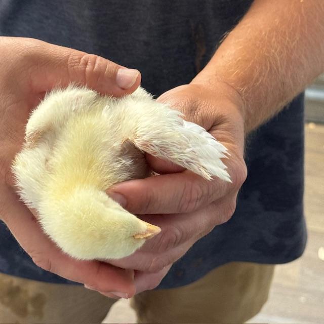 The chicks are feathering already. Most of their wings are finished.