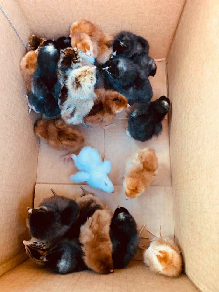 Our 26 fuzzy chicks are one day and just got home from the feed store. Aren't they adorable?