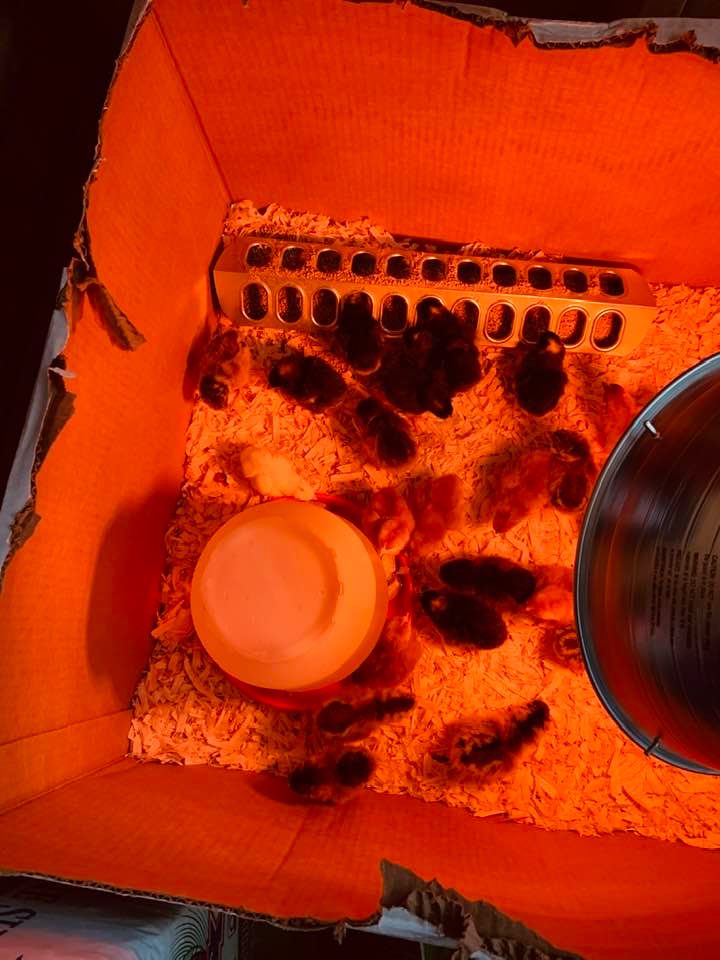 The chicks' first brooder was a cardboard box with a warming lamp with a red bulb kept at 95° F.