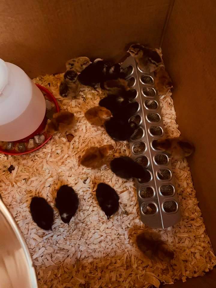 The cuddly little chicks make a ton of noise, but it was happy noise. The fuzz goes away way too quickly.