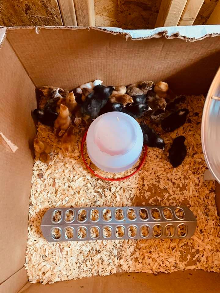 The first week to raise chickens for me. You can see the wood shavings, the feeder, and the water jug.