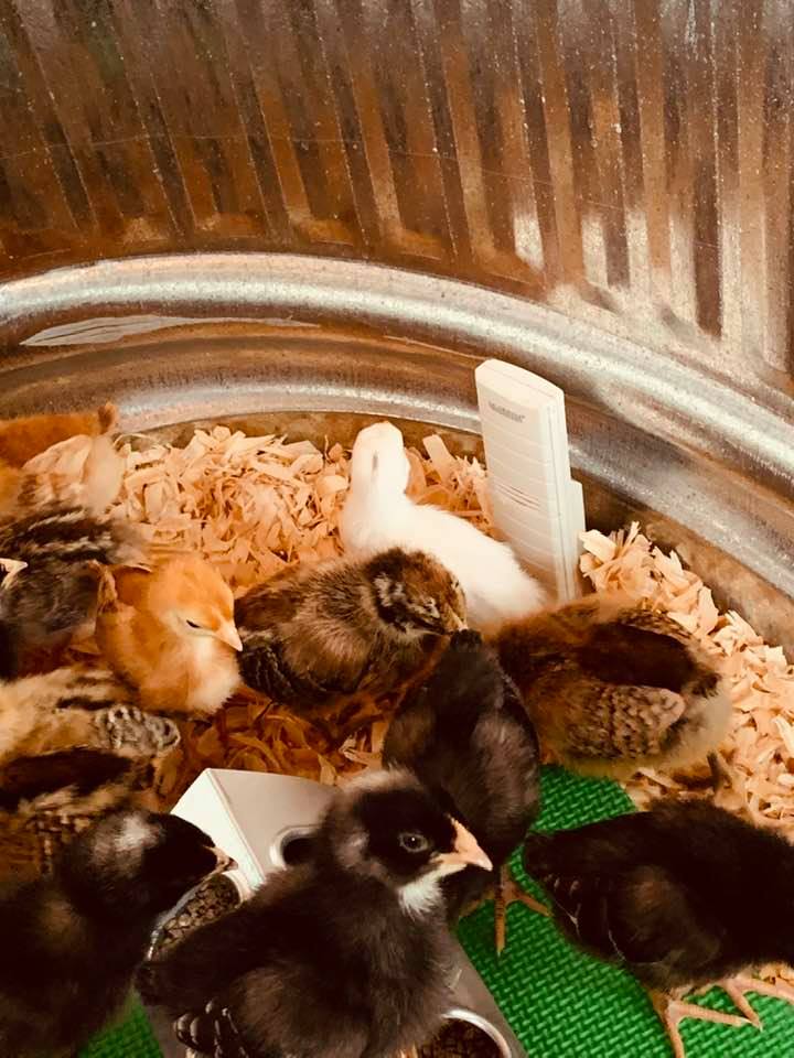 A closeup. You can see some of them are getting feathers in already!