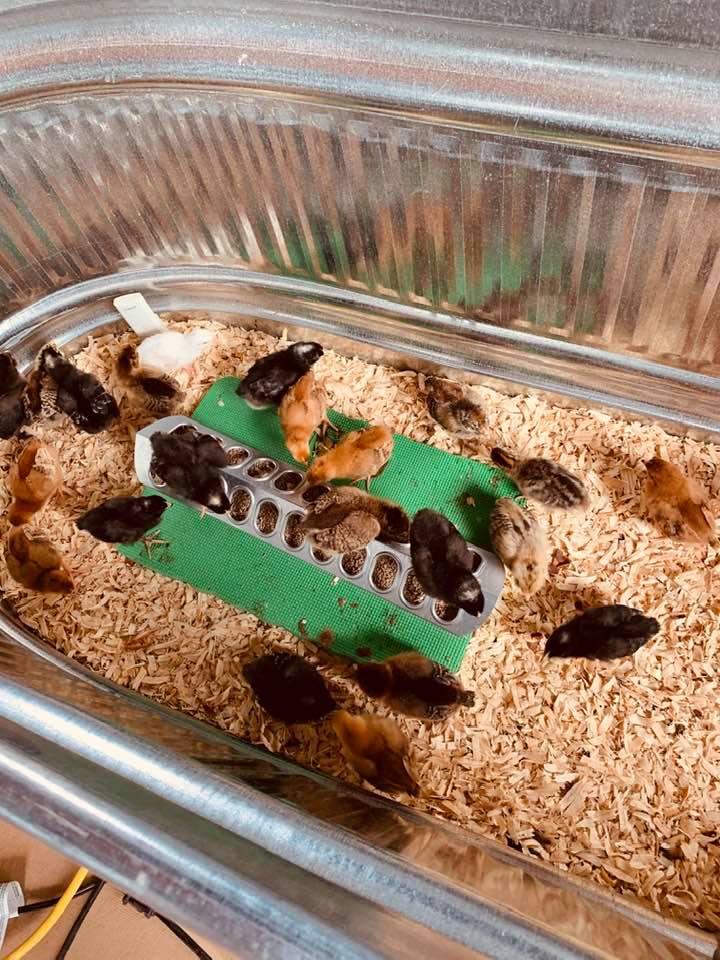 The chicks are eating in the stock tank brooder.