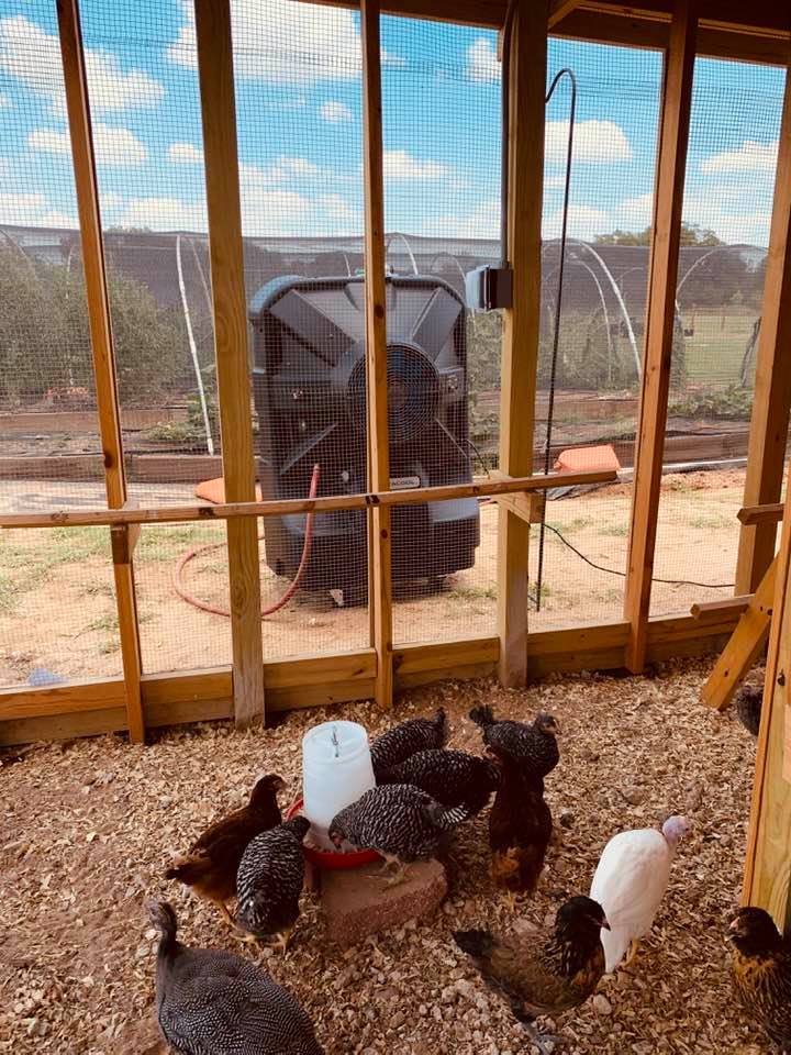 Looking out of the chicken coop, you can see the chicks' new evaporative cooler. It feels wonderful and will give some relief when it is 105°.